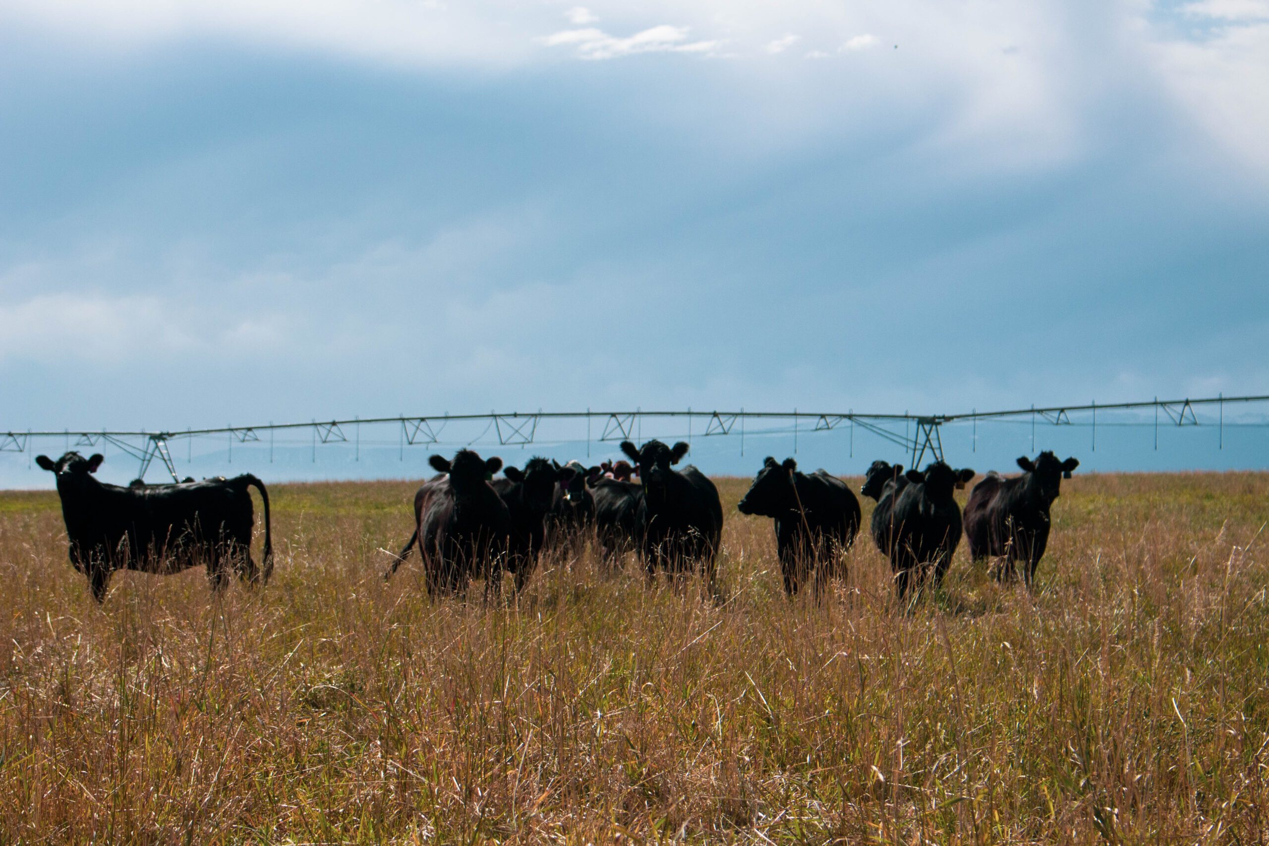 Padlock heifers on grass
